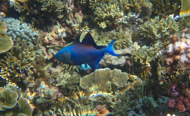 Redtoothed triggerfish (Odonus niger) Mansuar island, Raja Ampat, West Papoua, Indonesia odonus niger stock pictures, royalty-free photos & images