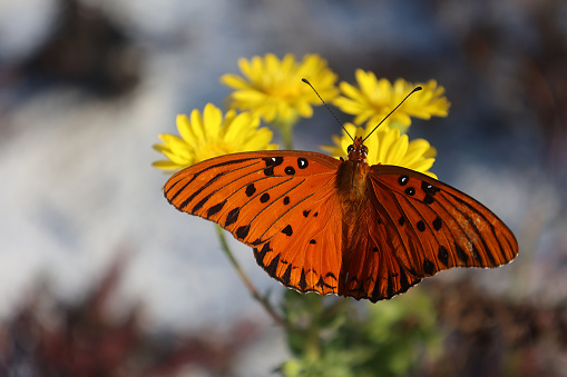 Sampling Flower Gulf Fritillary Sampling Flowers Stock Photo - Download Image Now ...