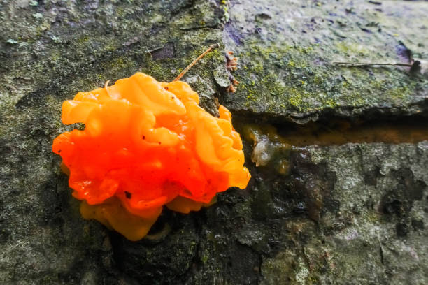 mały pomarańczowy czerwony grzyb na pniu drzewa - pictorially zdjęcia i obrazy z banku zdjęć