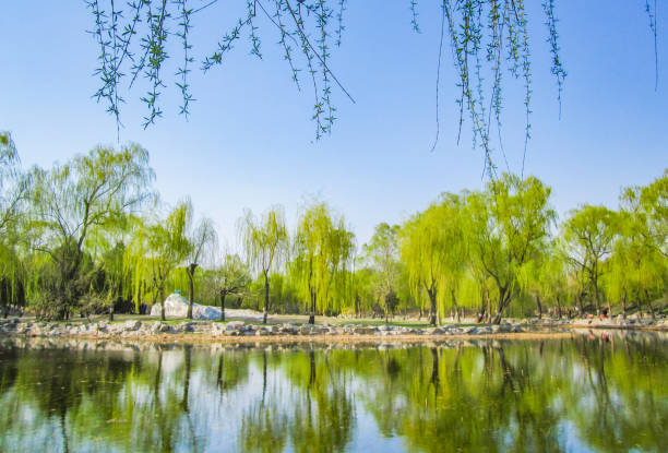 Willows by the lake in the park