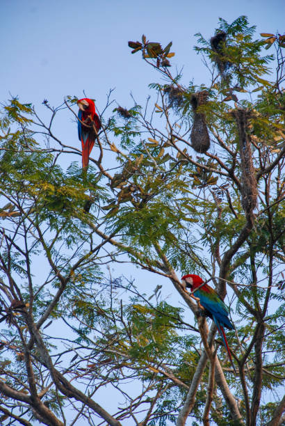 istock Arara-vermelha (Ara chloropterus) | Red-and-green Macaw 1446700889