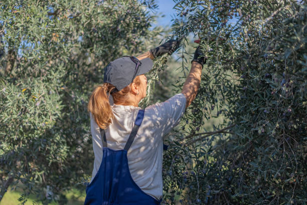 istock Woman Harvesting Olives in Brac,Mediterranean 1446701213