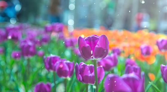 Purple tulips in the garden