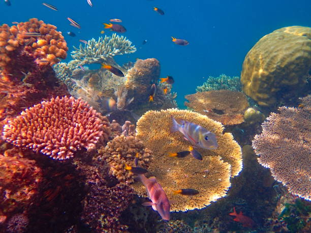 istock corals and school of fish 1446702669