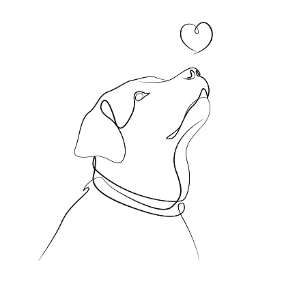 Line drawing of labrador, dog vector illustration