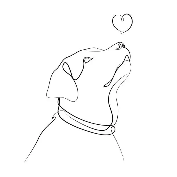 Vector illustration of Line drawing of labrador, dog vector illustration