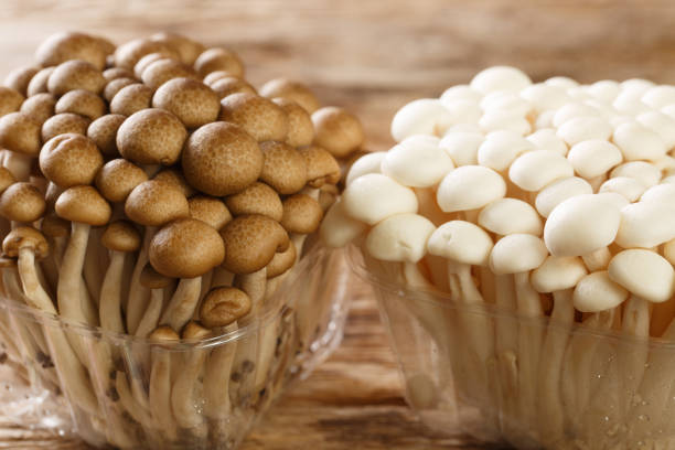White and brown beech mushrooms or Shimeji mushroom in container closeup on wooden table. Horizontal White and brown beech mushrooms or Shimeji mushroom in plastic container closeup on wooden table. Horizontal buna shimeji stock pictures, royalty-free photos & images