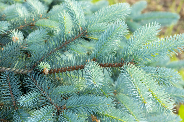 istock background of a blue young spruce copy space Christmas. 1446703741