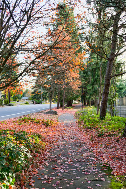istock Autumn Seatac Sidewalk 4 1446705133