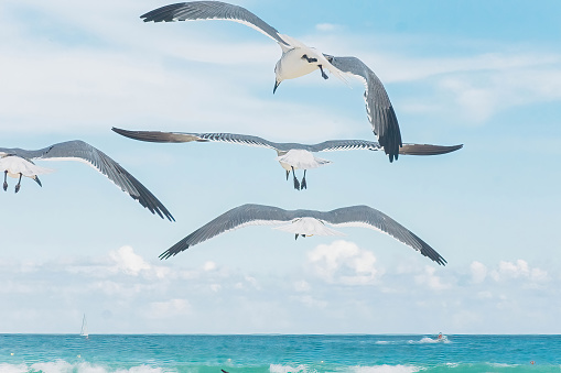 Oiseaux sur la plage au Mexique.