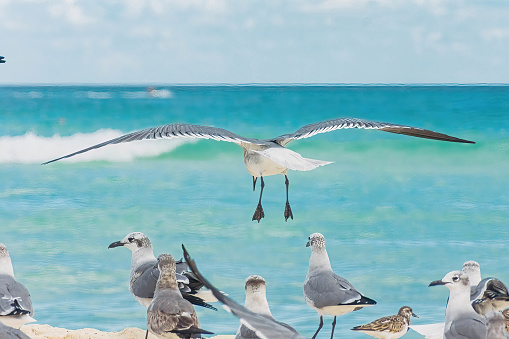 Oiseaux sur la plage au Mexique.