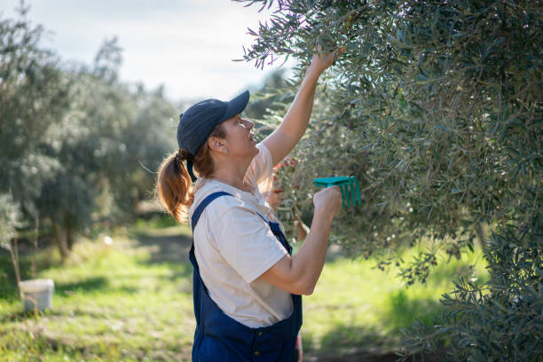 istock Woman Picking Olives From the Tree 1446706807