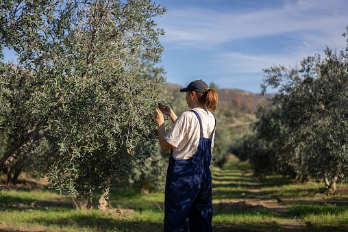 Woman Picking Olives From the Tree