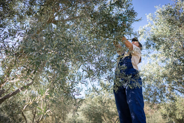 istock Woman Picking Olives From the Tree 1446708116