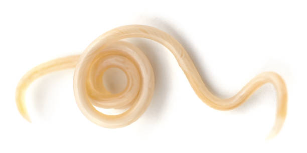 parásito del gusano redondo blanco. - invertebrado fotografías e imágenes de stock