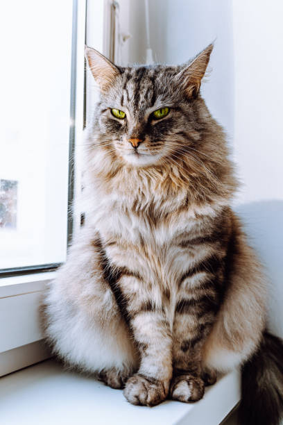 istock Maine Coon domestic cat portrait 1446709260