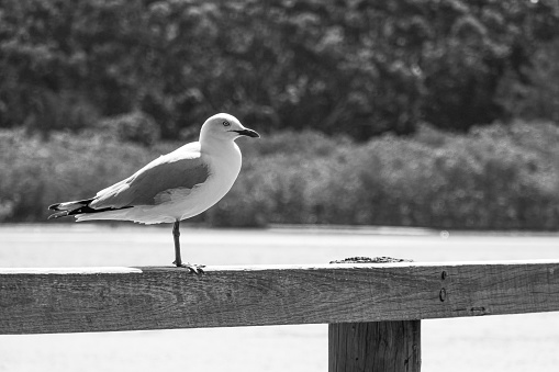 A seagull perched by a lake in Australia