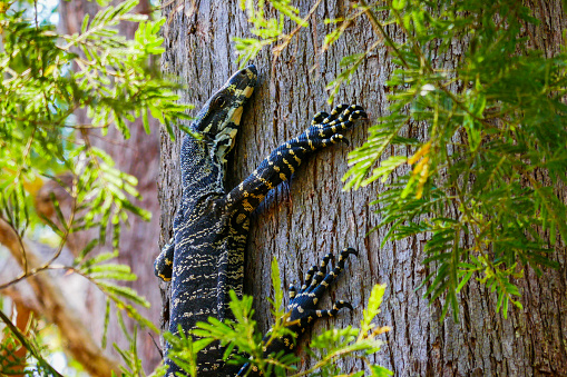 An Australian Lace Monitor Lizard climbing a tree
