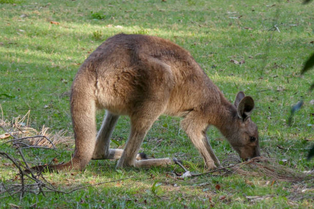 istock A Kangaroo, Kangaroos or a Joey in Australia 1446710145