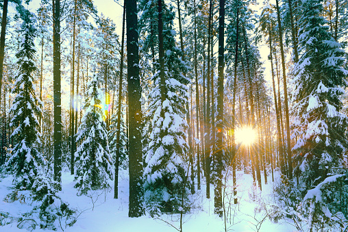 Pine trees covered with snow on a frosty evening. Beautiful winter panorama. Winter in the spruce forest. The atmosphere of winter holidays. the concept of Christmas holidays. sun rays in the forest