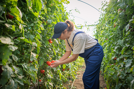 Female farm worker picking ripe tomatoes in garden center