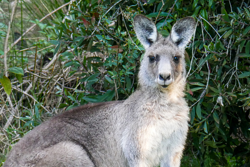 A Kangaroo, Kangaroos or a Joey in Australia