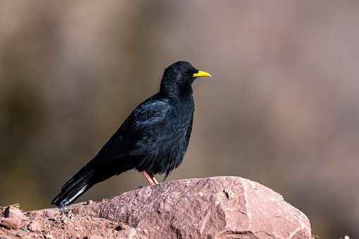 Alpine chough, Yellow-billed chough, Pyrrhocorax graculus. Atlas Mountains, Morocco.