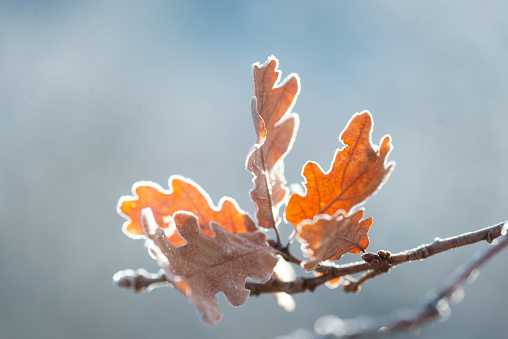 Detail of frozen Oak leafs.