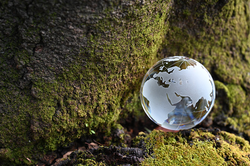 glass globe and an old tree trunk covered with lichen
