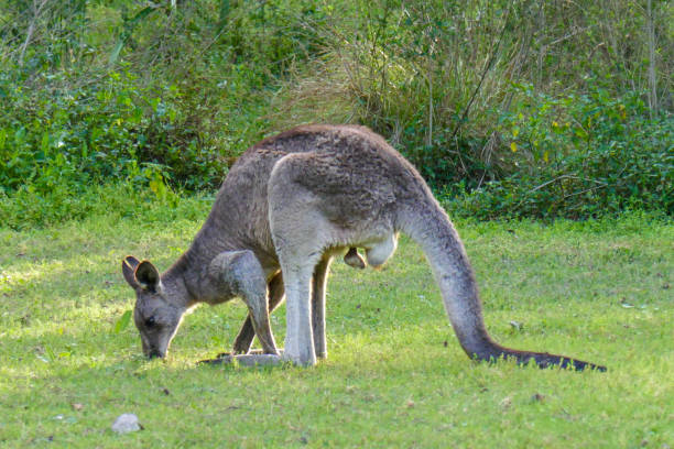 istock A Kangaroo, Kangaroos or a Joey in Australia 1446710821