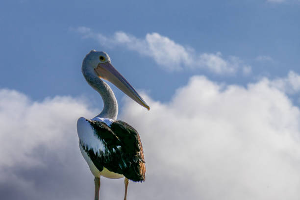 istock Pelicans waiting for their fish lunch in Australia 1446712025