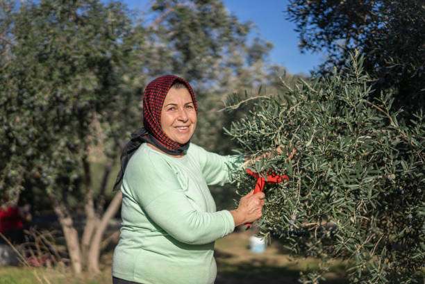 Mature Anatolian woman picking olives stock photo