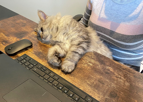 A grey Siberian cat falls asleep at a desk, while sat on a female adult who is working from home, within a home office.