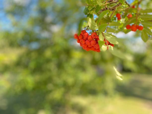 Bright clusters of orange berries stand out in sharp contrast to the blue sky
