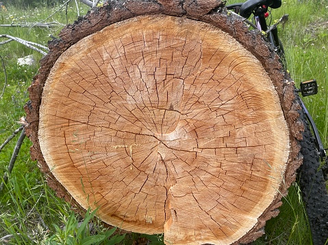 Old Fallen Tree