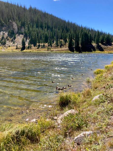 istock Ducks in Poudre Lake 1446713125