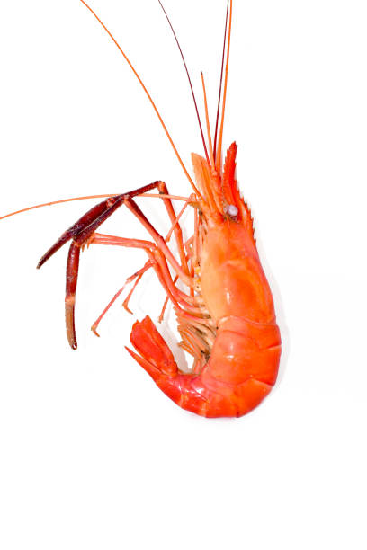 istock Cooked shrimps isolated on white background 1446713381