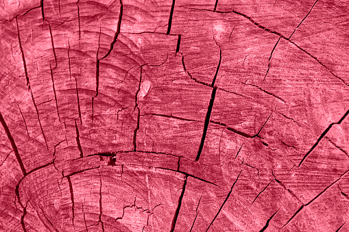 Natural weathered wooden texture with radial cracks toning in color 2023 Viva Magenta.