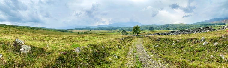 Sheep graze among the heather on the Meall na Mòine summit. Rannoch Moor Scotland