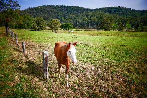 istock A horse in a field in Australia 1446713703