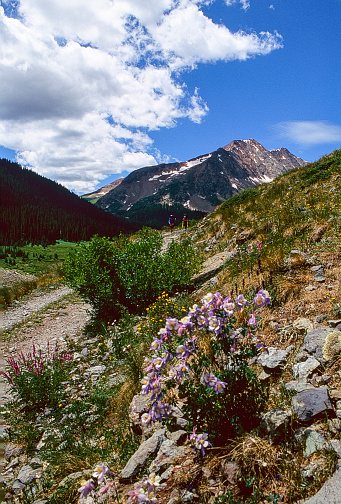 A group of Columbine flowers sprout out of the rocky  mountain side. The purple colors of the flowers adding a liveliness to the landscape.