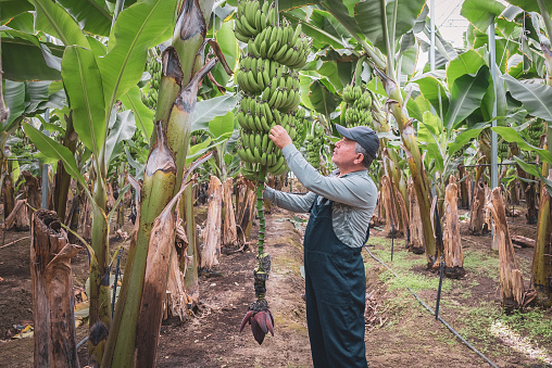 A farmer in a banana field examines the growth process of bananas