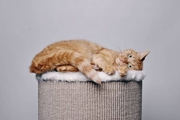 istock Funny ginger cat resting on comfortable scratching barrel. 1446714350