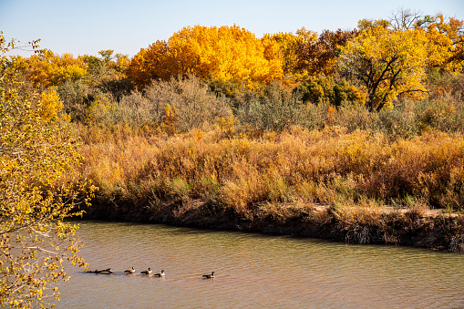 The cottonwood trees are ablaze with autumn colors on the Rio Grande River. A family of ducks are seen floating down the river on this beautiful autumn day.