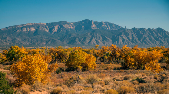 At dusk the orange color of the cottonwood trees are beautiful with Sandia Mountains in the background.