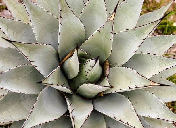Close Up of a Aloe Vera stock photo