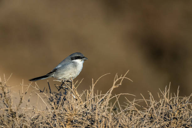 istock Great grey shrike, Lanius excubitor, Souss-Massa, Morocco 1446714913