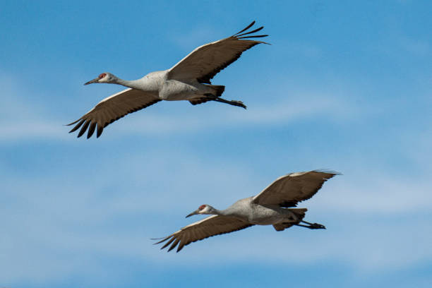 Pair of Sandhill Cranes in Flight stock photo
