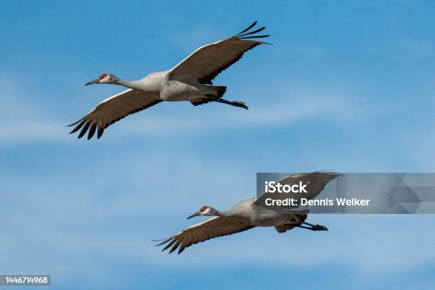 Pair Of Sandhill Cranes In Flight Stock Photo - Download Image Now - Animal, Animal Body Part, Animal Migration
