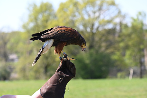 Close-up of a Harris hawk perching on a gloved hand